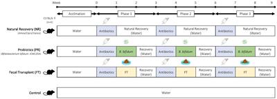 Bifidobacterium bifidum Suppresses Gut Inflammation Caused by Repeated Antibiotic Disturbance Without Recovering Gut Microbiome Diversity in Mice